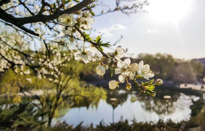 Cheery blossom flowers on a thin branch on a sunny day outside 