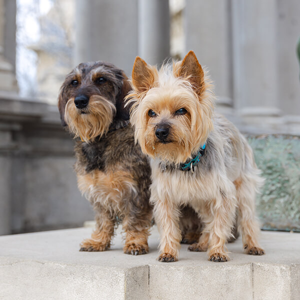 A wire-haired dachsund and a Yorkshire terrier