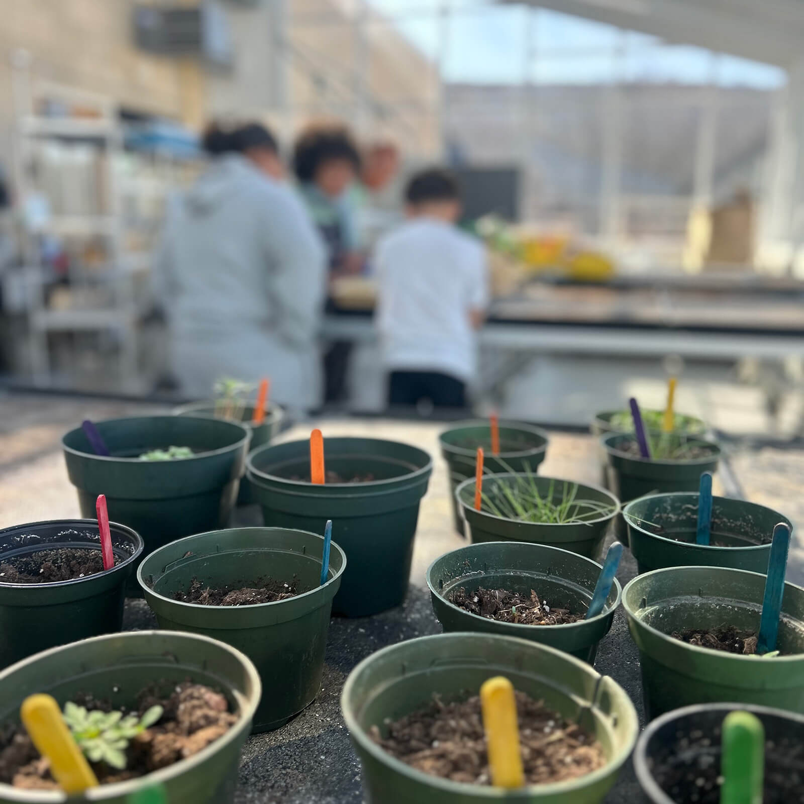 In a greenhouse, rows of green pots grow seedlings in soil with students shown out of focus in the background working at a table.
