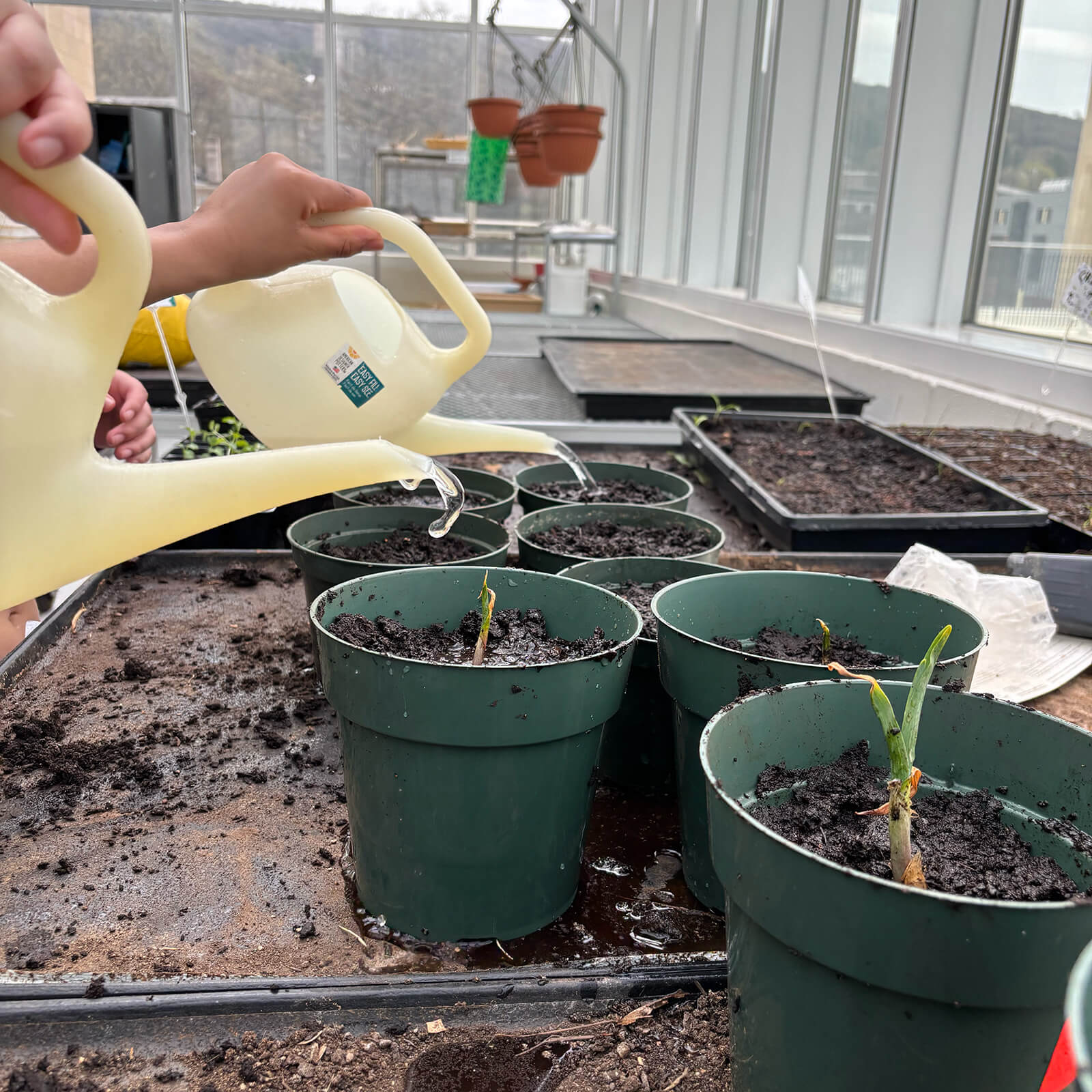 Two hands hold yellow watering cans pouring water into small green plastic pots filled with potting soil and seedlings in a greenhouse.