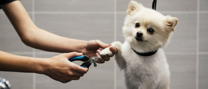A fluffy white dog getting its nails trimmed.