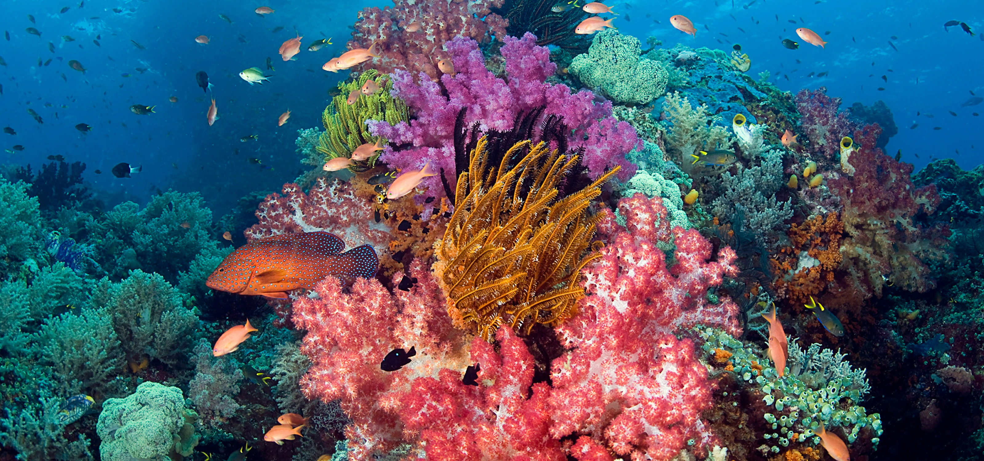 Coral rests at the bottom of the ocean, surrounded by colorful fish.
