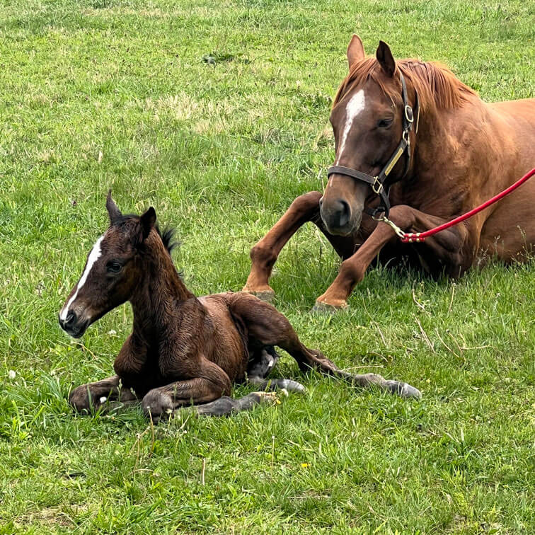 A young foal and its mother resting in a field of grass