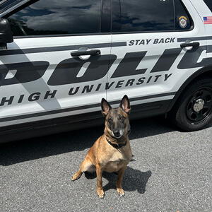 Belgian malinois dog standing in front of Lehigh police cruiser