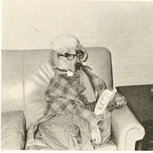 A large dog dressed in clothes and glasses lounges on a sofa