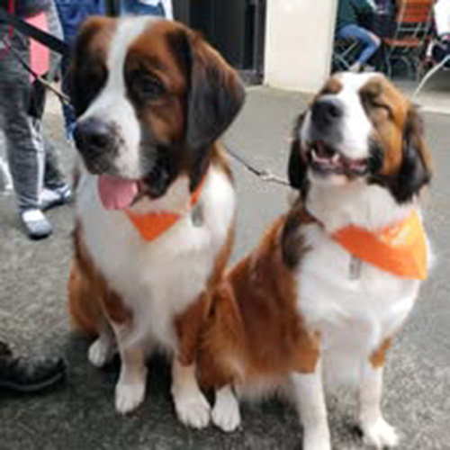 Two full size Saint Bernard and Bermese dogs with orange bandanas