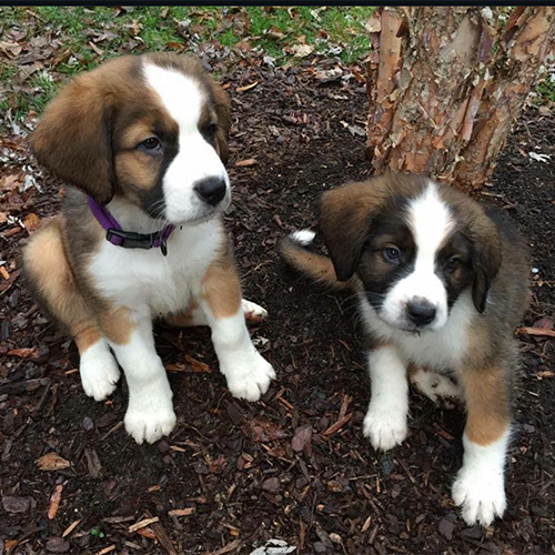 Two cute puppies with white muzzles and feet
