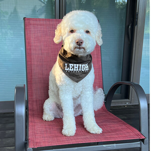 An Australian labradoodle wearing a Lehigh kerchief sits on a patio chair