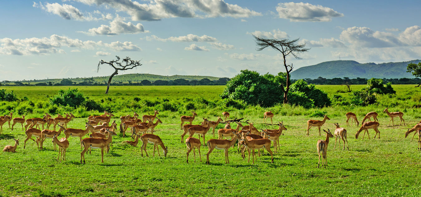 Gazelle grazing on grass, surrounded by sparse trees and other foliage.