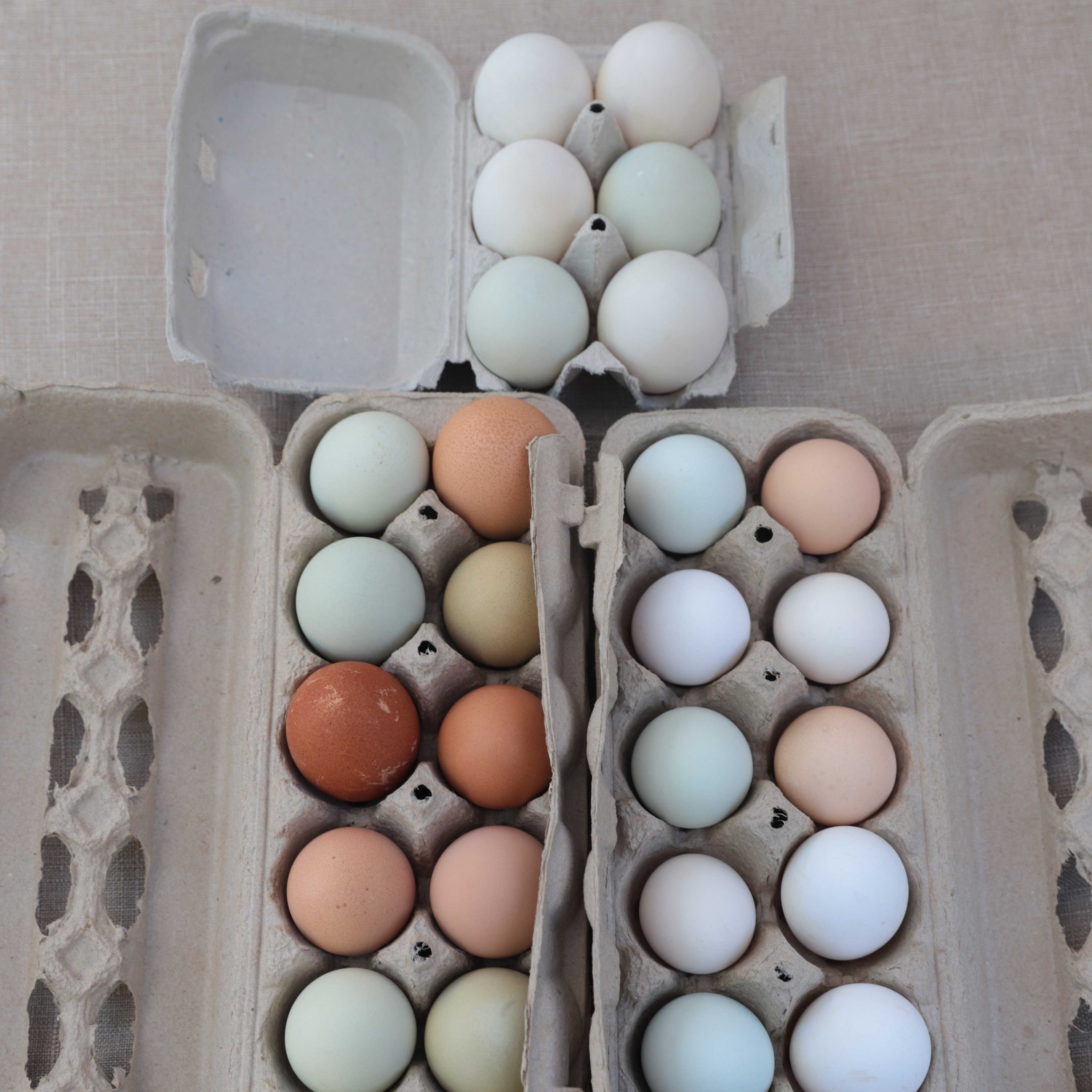 Rainbow chicken eggs and large duck eggs in cartons. The eggs vary in color: white, light green, blue, brown, and yellow. 