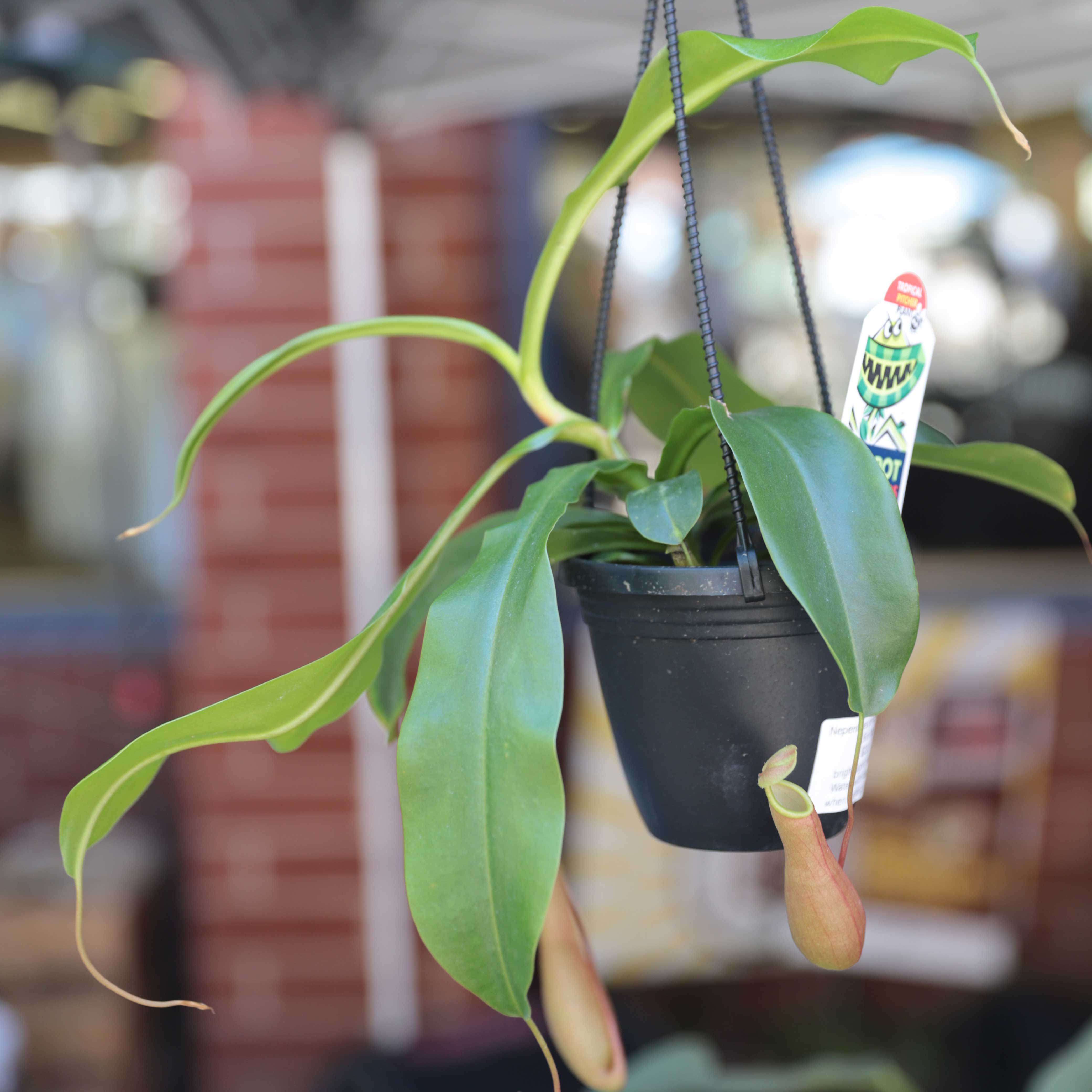 A bright green Nepenthes Pitcher Plant hangs in a pot. A label with a cartoon plant pokes out from its soil.