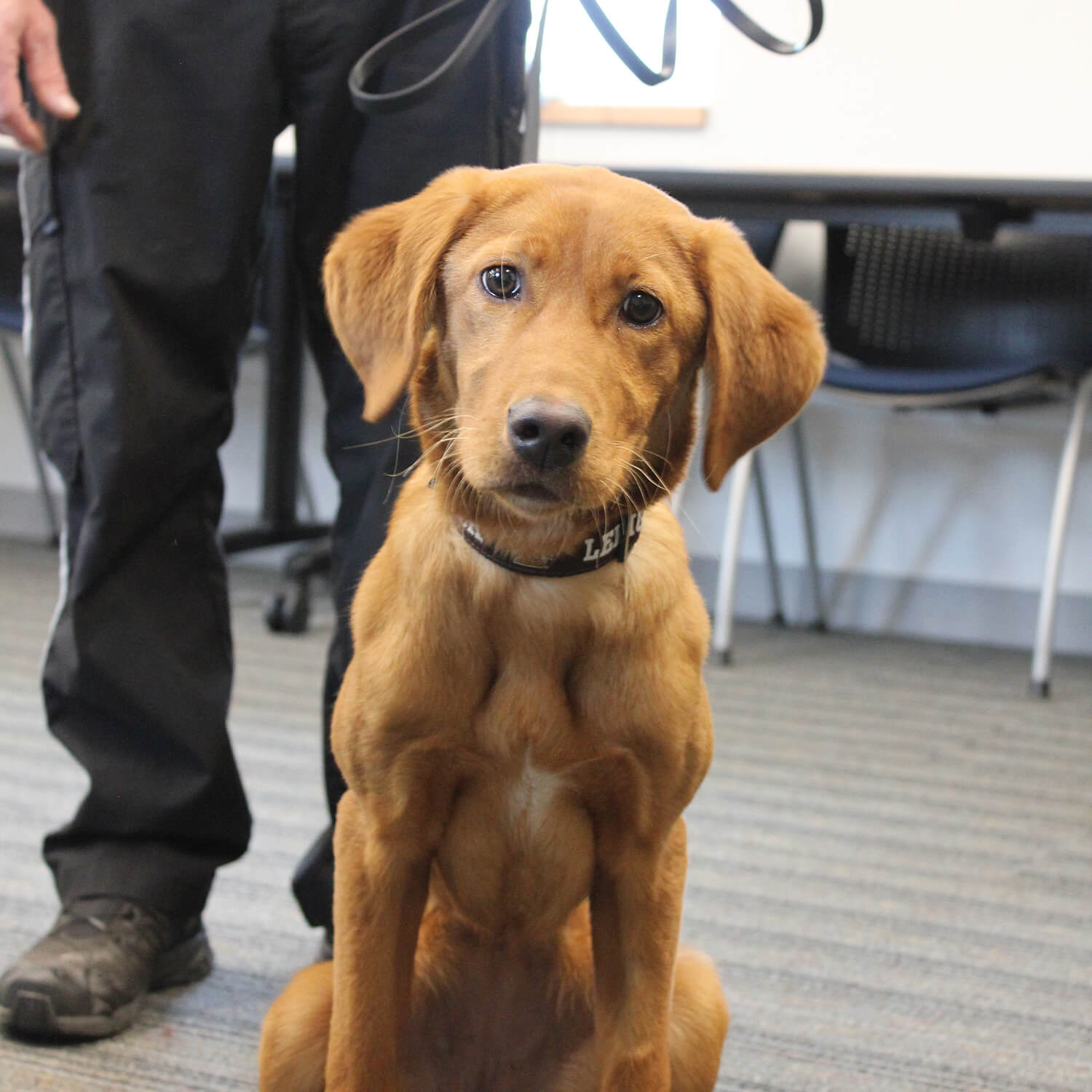 An adolescent brown Labrador Retriever wearing a brown Lehigh looks with a curious expression.