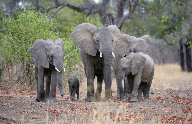 A family of elephants walking together