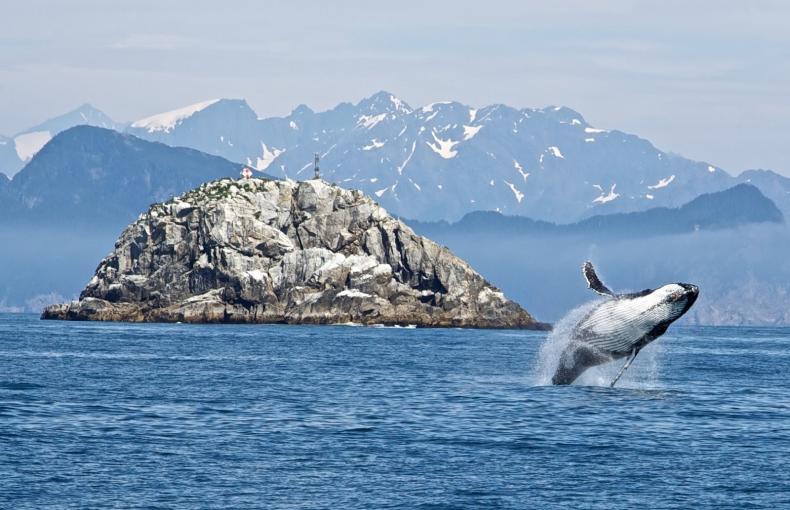 Whale Leaping