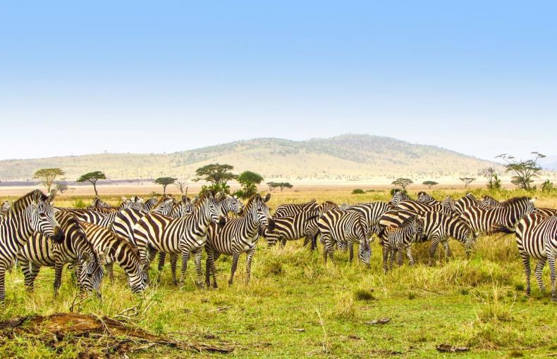 Herd of zebras