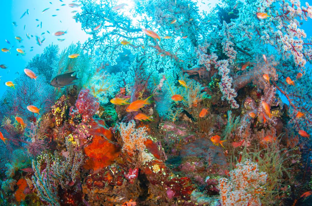 A vividly colored coral reef with many multi-colored fish.