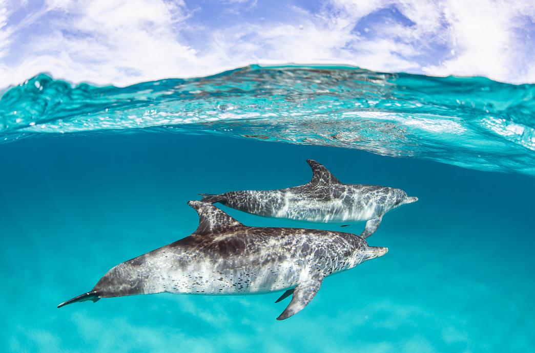 Three spotted dolphins swimming underwater.