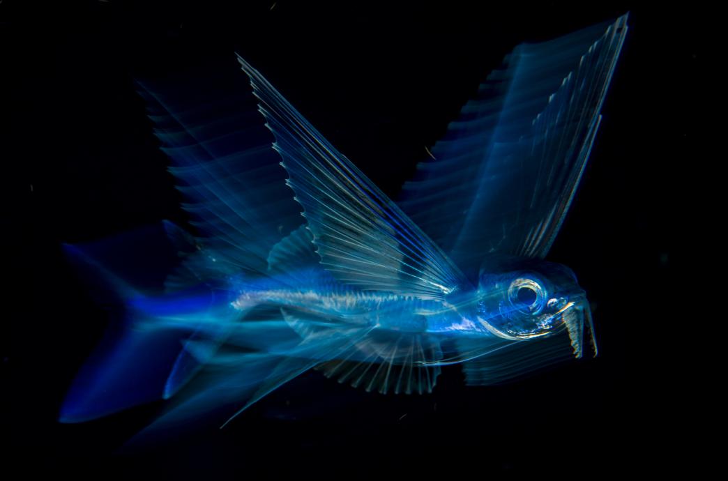 A transparent, illuminated blue flying fish in the ocean.