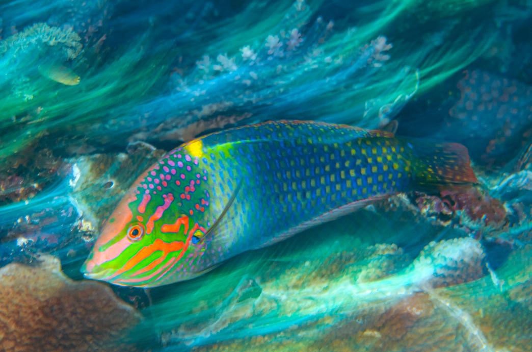 A neon checkerboard wrasse fish swimming in the ocean.
