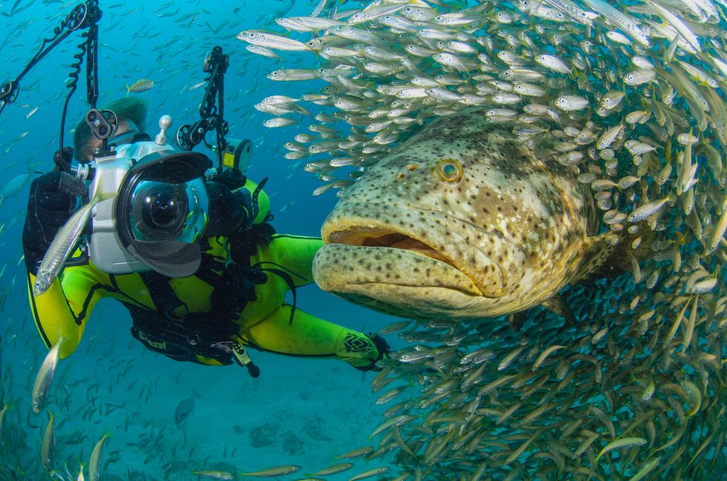 A photographer swims underwater with a goliath grouper, surrounded by a school of smaller fish.