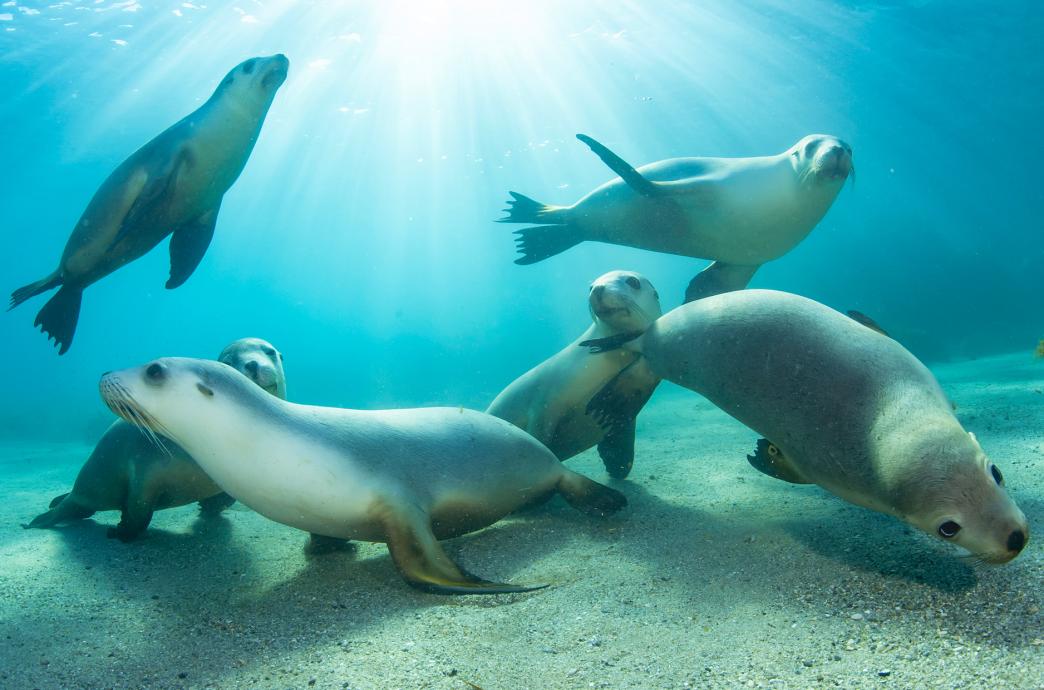 Six Australian sea lion pups swimming in the ocean.