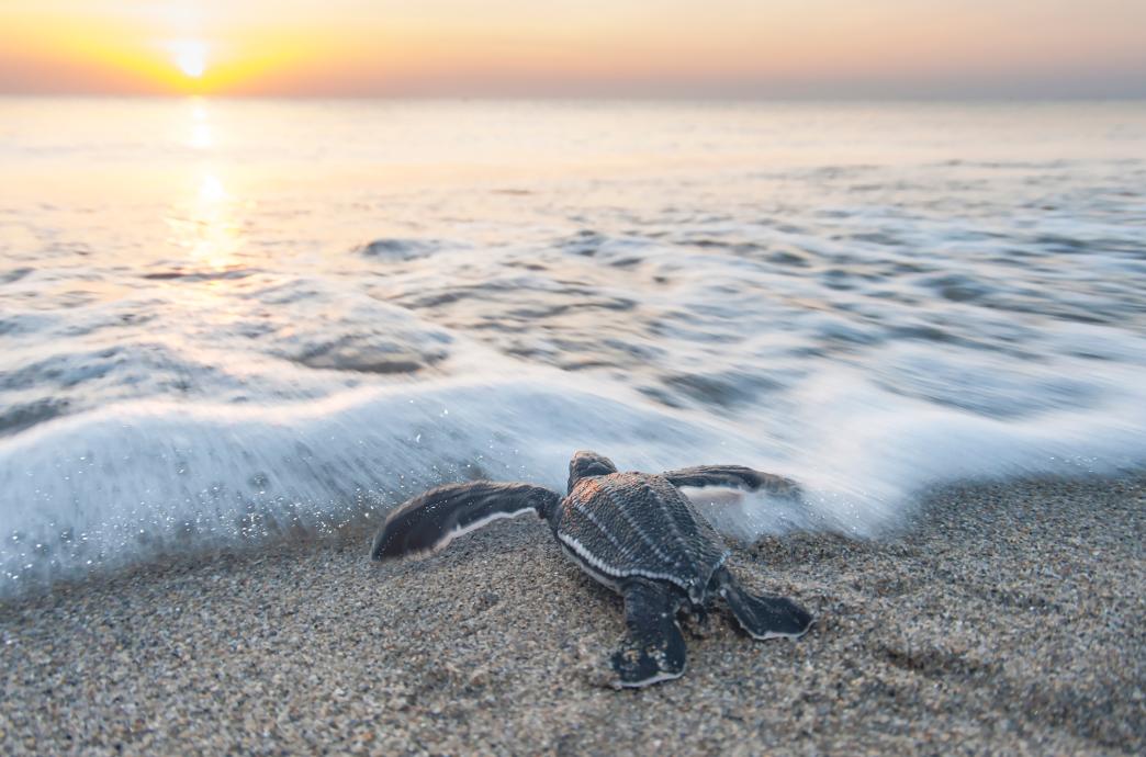 A leatherback sea turtle hatchling preparing to enter the ocean, with a beautiful sunset on the horizon.