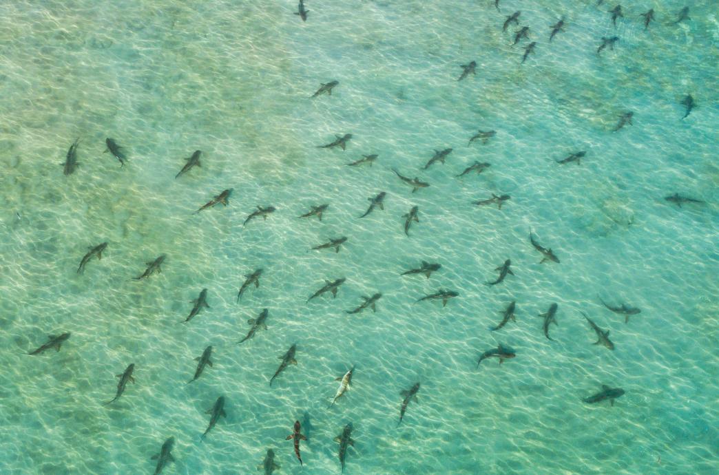 A school of many blacktip sharks seen from above swimming in the ocean.