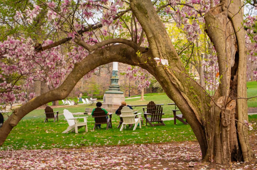 Under a low arched branch of a pink magnolia tree, students sit in adirondack chairs with magnolia petals scattered around the ground.