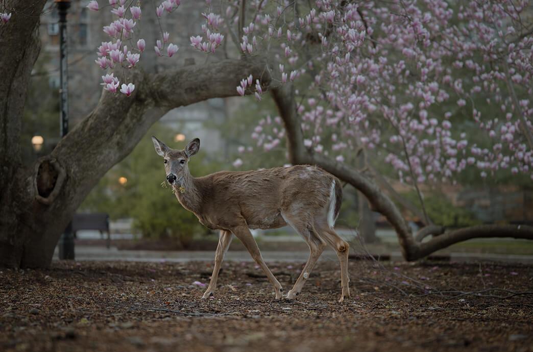 A deer chews on a twig under a blooming tree.