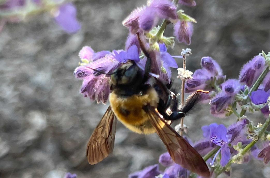 A Carpenter Bee lands on a bundle of purple flowers.