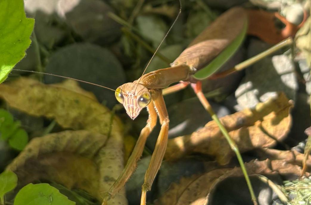 A Chinese Mantis amongst nature on a bright sunny day.