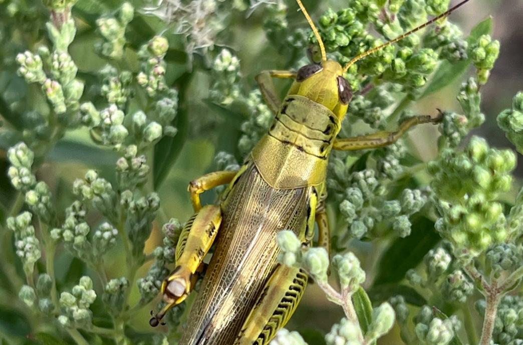 A Differential Grasshopper perches on a light green plant on a sunny day.