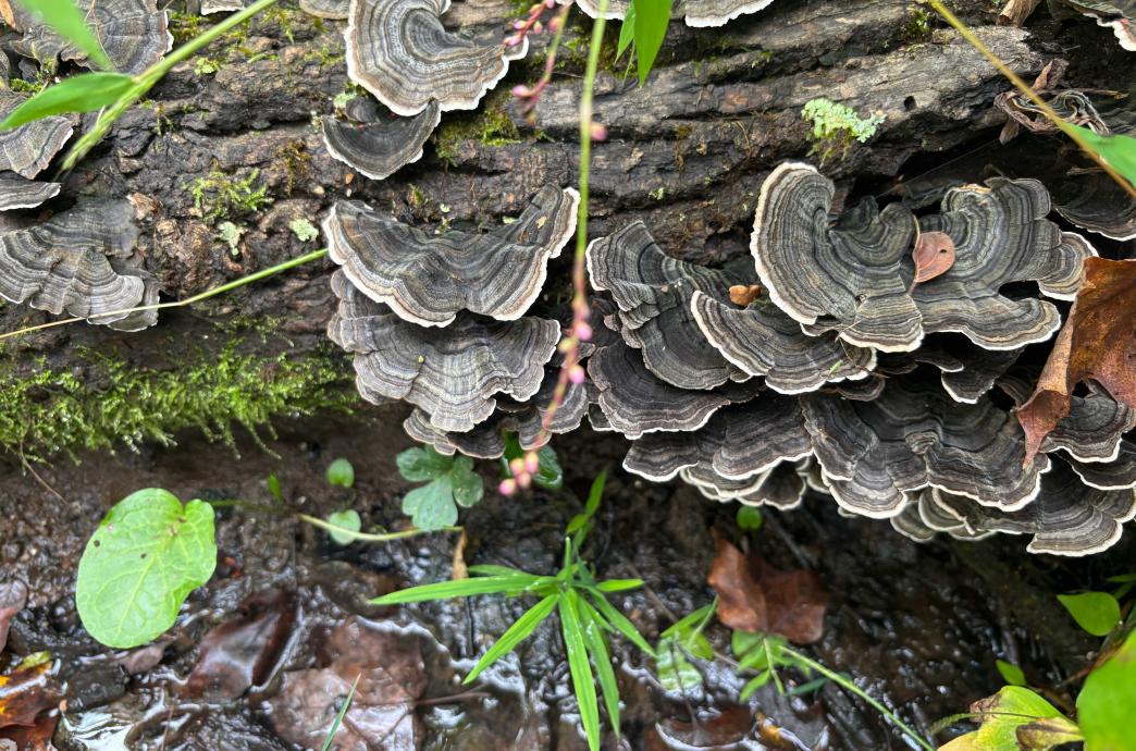 Turkey-Tail Fungus grows along the trunk of an old, mossy log.