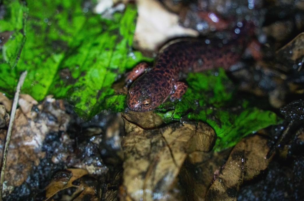 A Red Salamander slithers through damp earth.