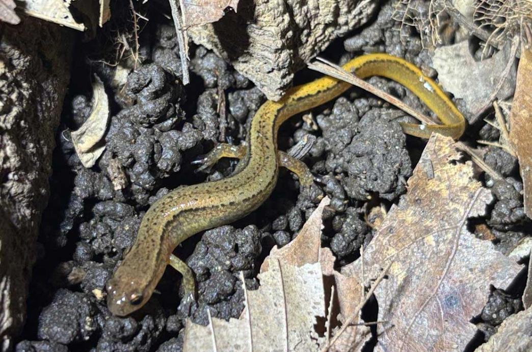 A Northern Two-lined Salamander slithers through soil and leaves.