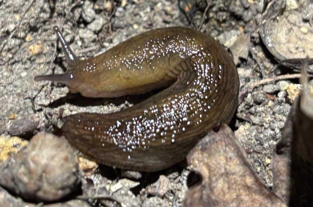 A Roundback Slug curls up on a patch of earth.