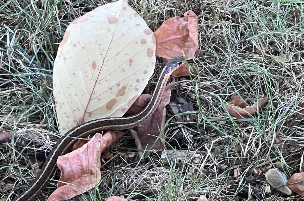 A Garter Snake slithers past a large leaf and into grass.
