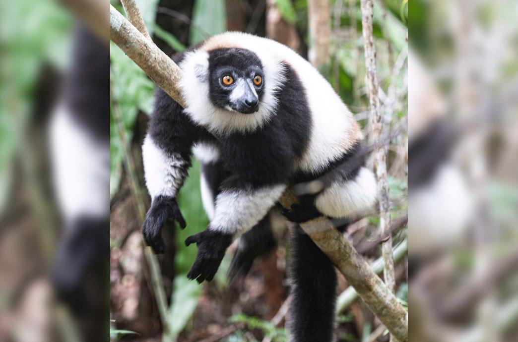 A black and white lemur lies casually on a branch with its arms hanging and its eyes wide.