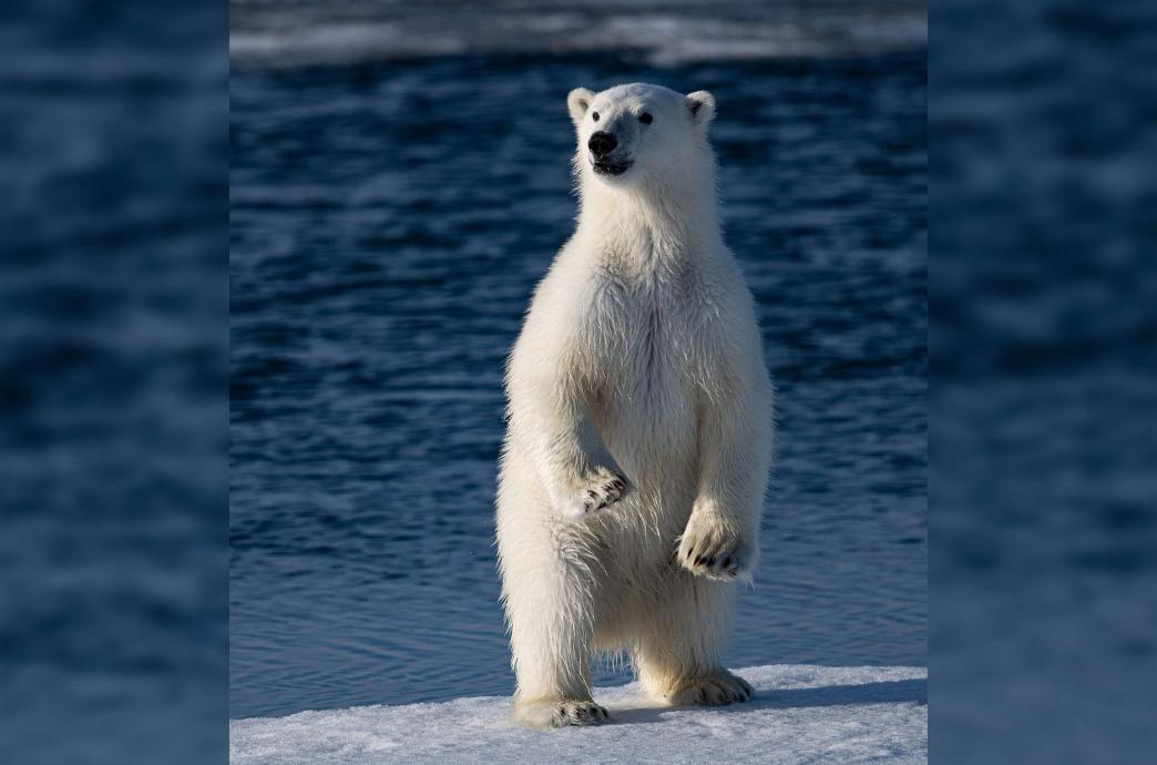 A polar bear stands on its rear legs on ice floating in the water.
