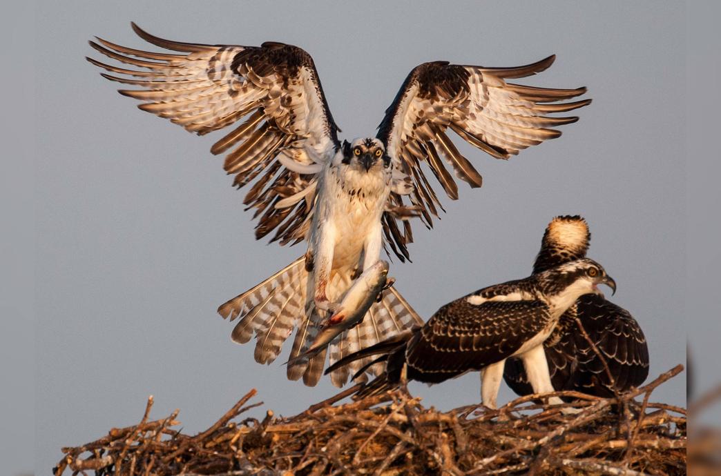 An osprey carrying a fish approaches a nest with two other birds perched inside.