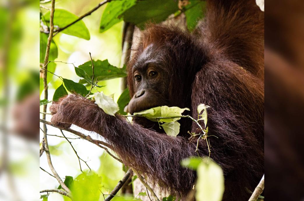 An orangutan sits in a tree munching on leaves.