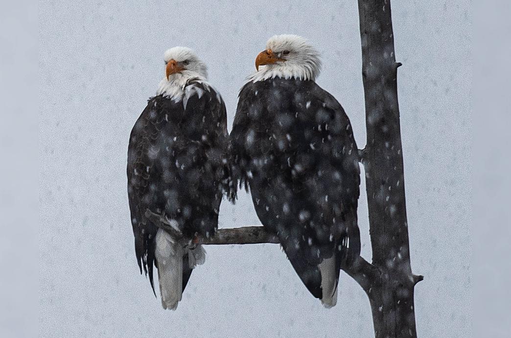 Two bald eagles sit beside each other on a branch of a bare tree with snow falling around them.