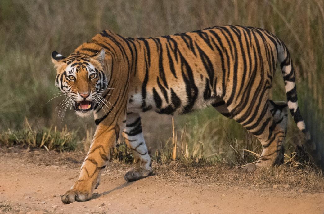 A tiger prowls out of the brush into a dirt path with its mouth agape.