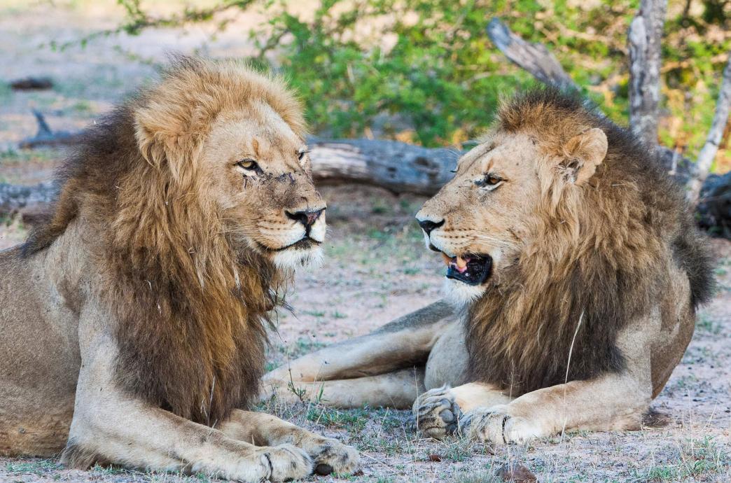 Two male lions lay beside each other in the dirt.