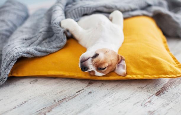 Brown and white puppy sleeping on a yellow pillow