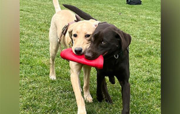 Yellow and chocolate lab dogs sharing a Frisbee