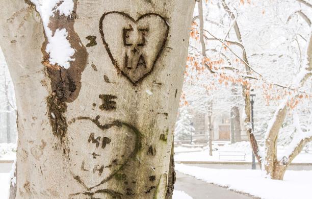 A tree trunk engraved with hearts and initials, backed by blurry snow-covered grass.