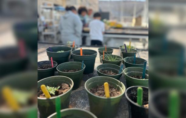 Two hands hold yellow watering cans pouring water into small green plastic pots filled with potting soil and seedlings in a greenhouse.