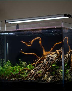 Fish tank with driftwood inside