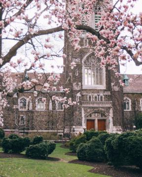 Alumni Memorial Building surrounded by cherry blossoms in the spring.